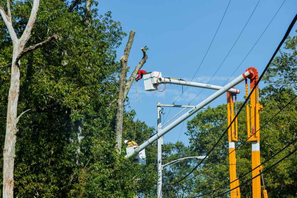 Trabalhador em plataforma elevatória realizando poda de árvore alta próxima a fios de energia elétrica e postes, com equipamentos de segurança visíveis, ilustrando artigo sobre poda de árvore.